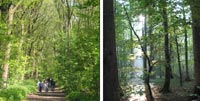Zwei Fotos nebeneinander: links sind Menschen zu sehen, die auf einem Waldweg unter grünen Bäumen spazieren gehen; rechts fällt das Sonnenlicht durch die Bäume in einem Waldgebiet.