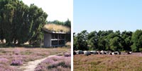 Zwei Bilder nebeneinander: Das linke zeigt ein kleines Gebäude mit grünem Dach inmitten von lila Heidekraut; das rechte zeigt eine Kuhherde, die in einem Heidekrautfeld in der Nähe von Bäumen unter einem klaren Himmel weidet.