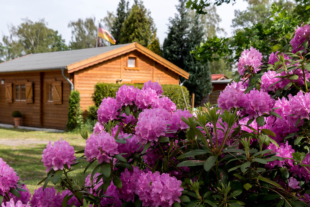 Ein Holzhaus mit geschlossenen Fensterläden steht hinter rosa blühenden Rhododendronbüschen; auf dem Dach ist eine deutsche Flagge zu sehen.