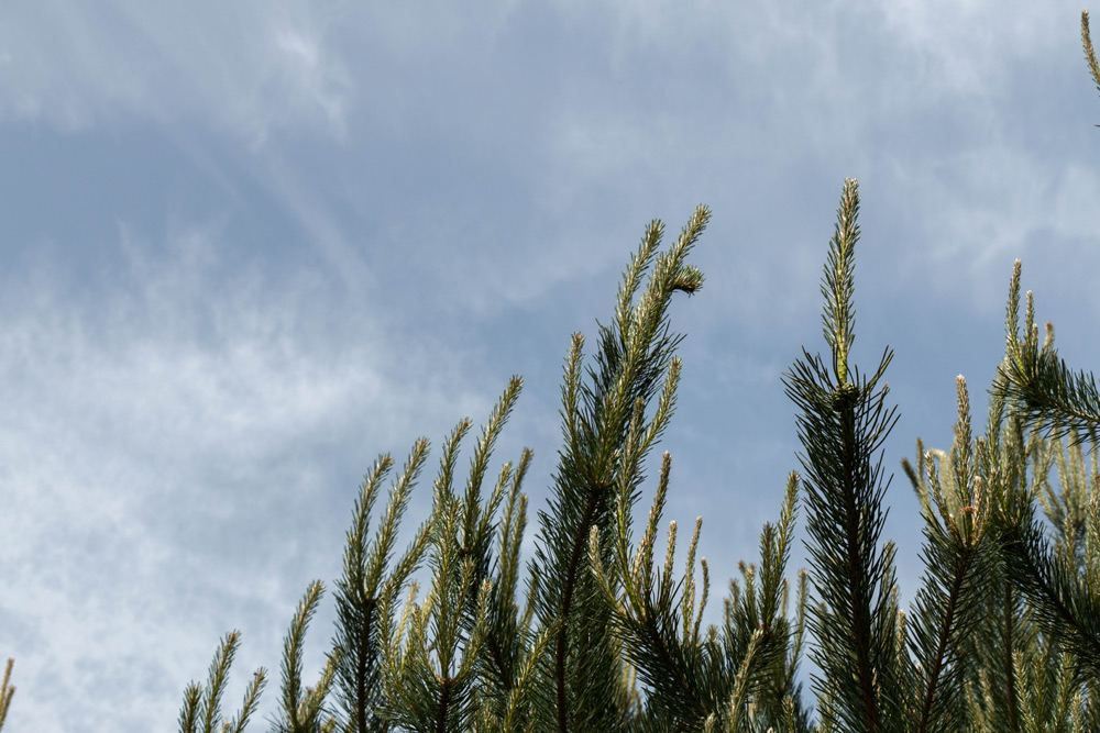 Tannenzweige mit grünen Nadeln recken sich vor einem teilweise bewölkten blauen Himmel in die Höhe.