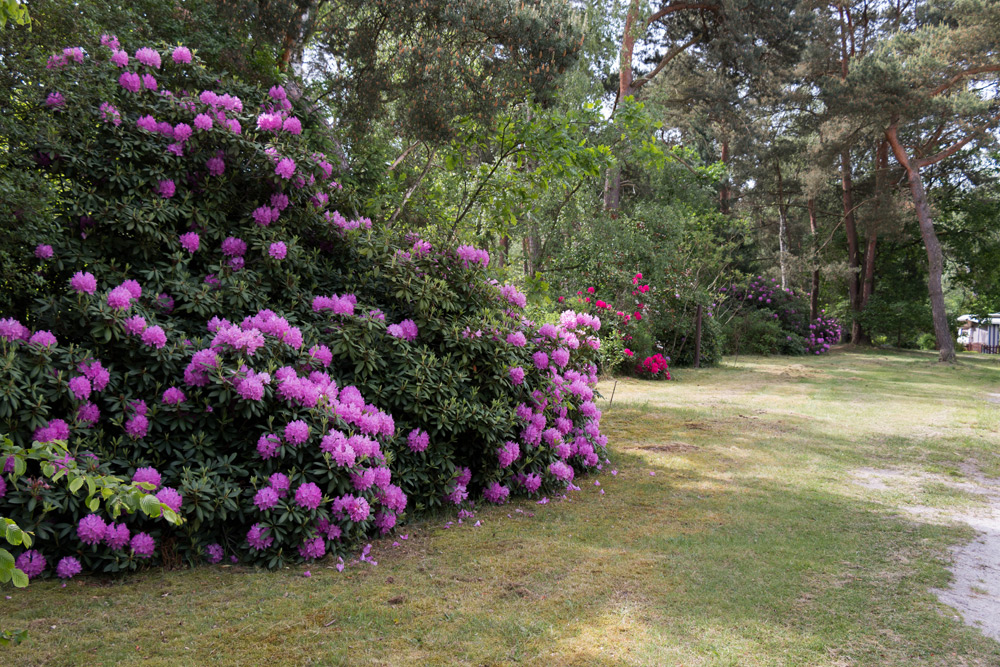 Große Büsche mit violetten Blütenbüscheln säumen einen grasbewachsenen Weg in einem von hohen Bäumen umgebenen Park.