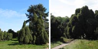 Wacholderheide